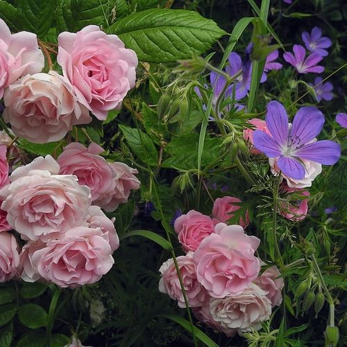 Różowy  - Róże pienne - z drobnymi kwiatami - korona zwisająca